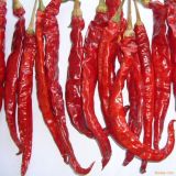 Red Chili (hot degree: 2000-3000SHU)