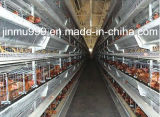 Automatic Chicken Cage for Layer Poultry Farm