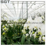 Toughened Glass Low Iron Glass for Horticulture