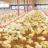 Low Cost Prefabricated Steel Structure Poultry House Building
