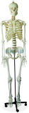 Life-Size Skeleton (XC-101)