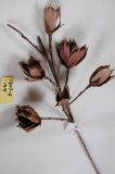 Classic Artificial EVA / Foam Flower for Decoration, Wedding, Home and Office