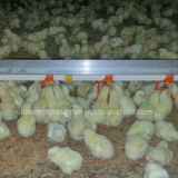 Stainless Chicken Drinking System for Isolated Farm