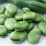 Best Quallity Broad Bean Extract Powder