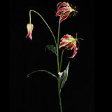 Artificial Gladiolus Flower for Home Decoration (GA-004-38S)