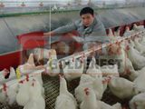 Chicken House Equipment Egg Collecting System