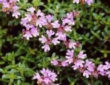 High Quality Thyme Extract on Sell