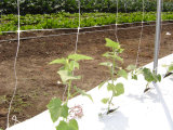 White UV Stabilized Plant Support Net