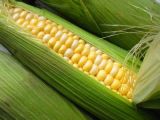 Supply Quality Frozen Corn