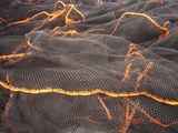 Netting