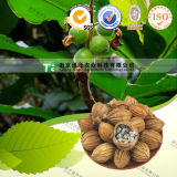 Natural Herbal Plant Raw Material Villous Amomrum Fruit
