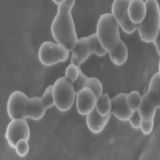 Ultrafine Pure Silicon Powder (14-30NP)