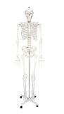 Skeleton Human Body Model (85cm)