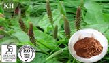 100% Natural Piper Longum Extract: Bioperine 95%, 98%.