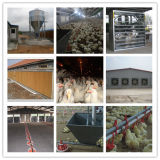 Automatic Chicken Poultry Equipment for Poultry Farm