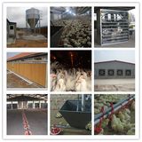 Automatic Chicken Poultry Equipment for Poultry Farm