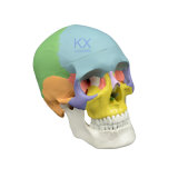 Colord Human Skull Model