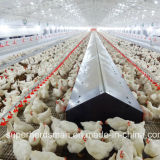 Automatic Poultry Farm for Breeder Chicken