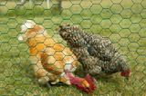 Chicken Wire Mesh