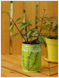 2.5 Inch Can Flower Planting Pot (903006) 