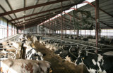 Cow Feeding Arena, Livestock Shed (PCH-15254)