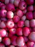 FUJI Apples