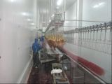 Poultry Slaughter Line