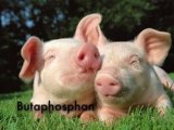 Butaphosphan Veterinary API Feed Grade Butaphosphan
