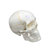 Numbered Human Skull Model