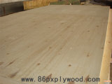 Full Poplar Plywood
