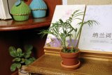 3 Inch Terracotta Flower Plant Pot (001004) 