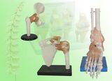 Joint Models