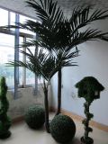 Palm Plant Outdoor