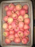 New Crop FUJI Apple