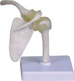 Shoulder Model-Mh01019