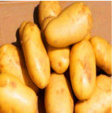 Fresh Potato/Potato