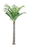 Palm Artificial