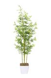 Bamboo Tree