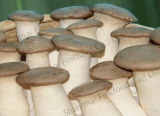 Eryngii Mushroom