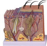 Human Skin Model-Mh08004