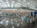 Poultry Slaughterhouse Machine