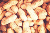 Top Quality Peanut for Exporting