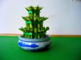 Tower Lucky Bamboo