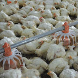 Automatic Poultry Feeding Equipment for Isolated Farm