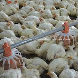 Automatic Poultry Feeding Equipment for Isolated Farm