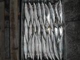 Frozen Mackerel