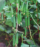 Cu10 Xiuzhen F1 Hybrid Cucumber Seeds of Chinese Mini Cucumber Seeds