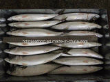 New Land Fish Pacific Mackerel (25cm+)