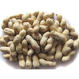 New Crop Peanuts in Shell