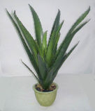 Artificial Aloe